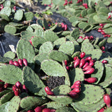 Estern Prickly Pear Stick