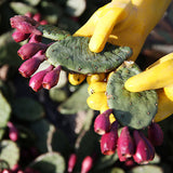 Estern Prickly Pear Stick